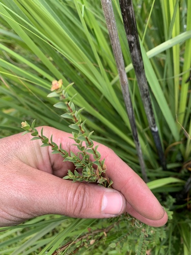 Melaleuca squarrosa observed 2026-10-27