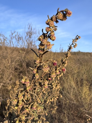 Artemisia californica, 2026-10-25
