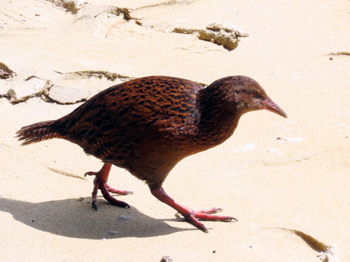 Gallirallus australis observed 2026-10-26