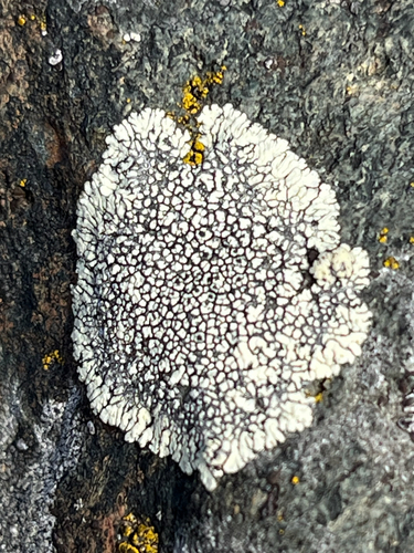 Dimelaena oreina observed 2026-10-26