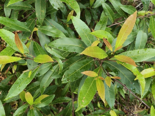 Elaeocarpus observed 2026-10-26