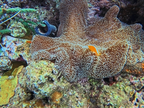 Amphiprion sandaracinos observed 2026-10-27