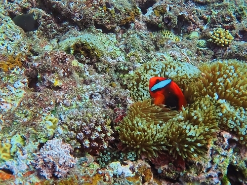 Amphiprion observed 2026-10-27