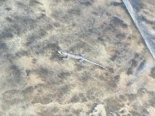 Hemidactylus platyurus observed 2026-10-27