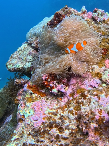 Amphiprion observed 2026-10-27