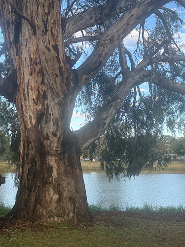 Eucalyptus camaldulensis observed 2026-10-27