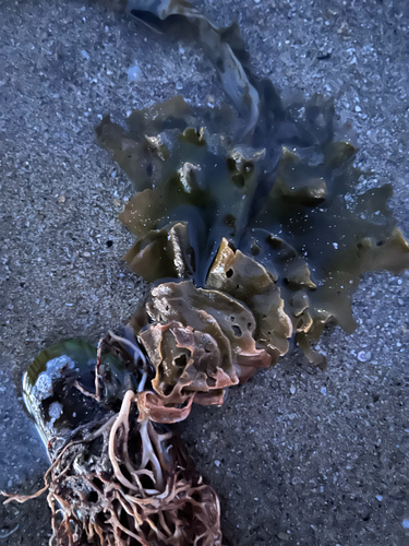 Undaria pinnatifida observed 2026-10-24