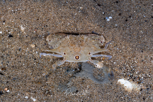 Portunus sanguinolentus observed 2026-10-27