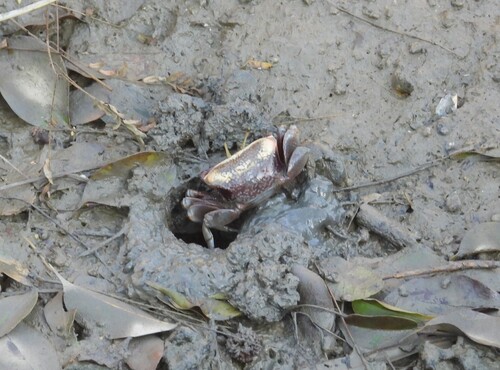 Tubuca arcuata observed 2026-10-26