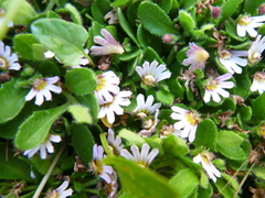 Scaevola hookeri