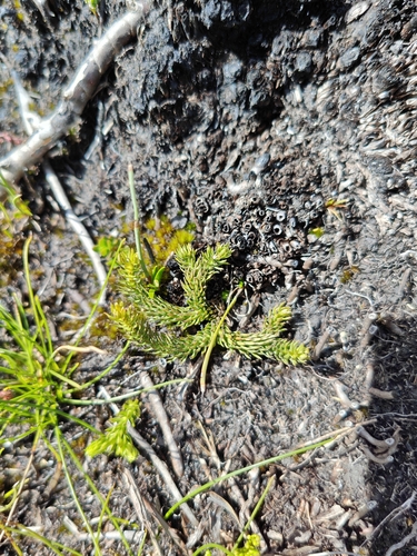 Lycopodium clavatum observed 2026-10-27