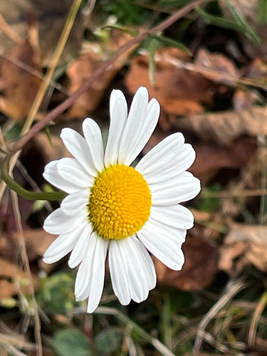 Chrysanthemum observed 2026-10-26