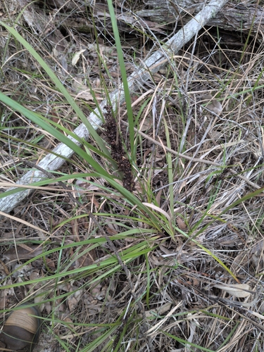 Gahnia aspera observed 2026-10-27