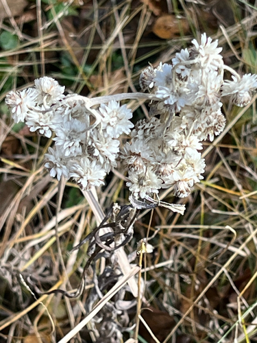 Anaphalis margaritacea observed 2026-10-26
