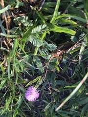 Mimosa hirsutissima