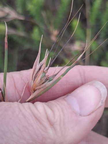 Themeda triandra observed 2026-10-26