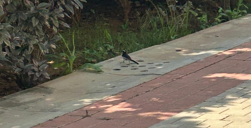 Motacilla maderaspatensis observed 2026-10-27