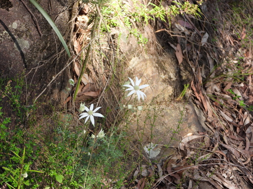 Actinotus observed 2026-10-26