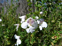 Prostanthera cuneata