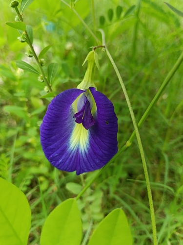 Clitoria ternatea observed 2026-10-27
