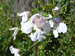 Prostanthera cuneata