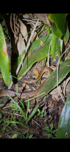 Boiga irregularis observed 2026-10-27