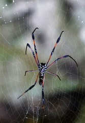 Nephila comorana
