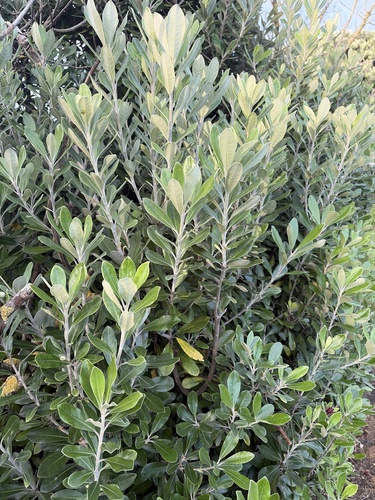 Pittosporum observed 2026-10-27