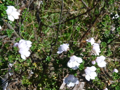 Prostanthera cuneata