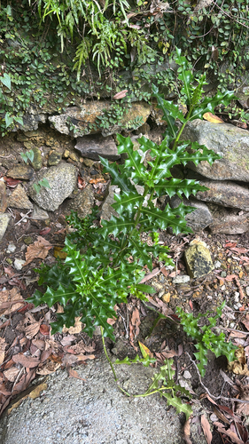 Acanthus ilicifolius observed 2026-10-15