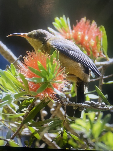 Acanthorhynchus tenuirostris observed 2026-10-27