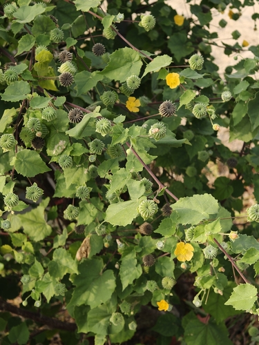 Abutilon indicum observed 2026-10-27