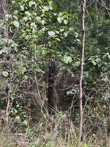 Dendrocnide observed 2026-10-26