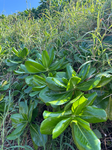 Scaevola taccada observed 2026-10-27