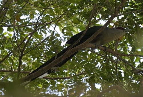 Rhopodytes tristis, 2026-10-25