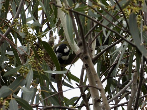 Falcunculus frontatus observed 2026-10-27