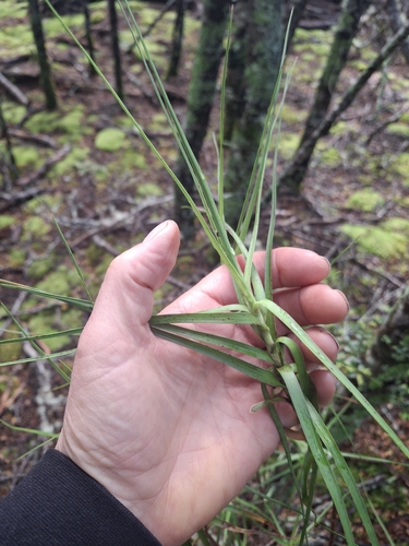 Dracophyllum longifolium observed 2026-10-27