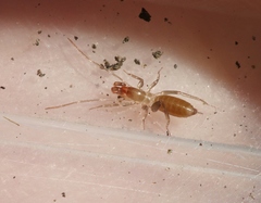 Hubbardia pentapeltis