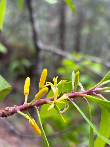 Persoonia levis observed 2026-10-27