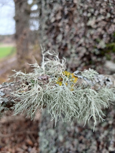 Ramalina observed 2026-10-27