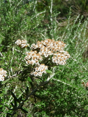 Ozothamnus secundiflorus