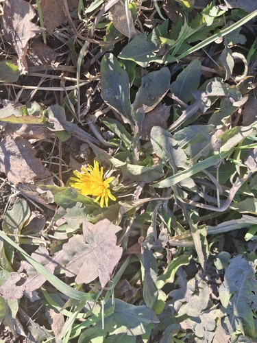 Taraxacum officinale observed 2026-10-27
