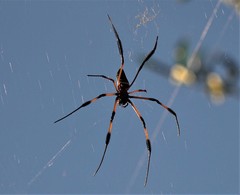 Nephila comorana