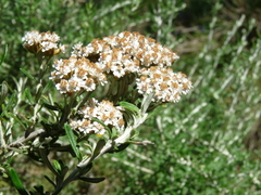 Ozothamnus secundiflorus