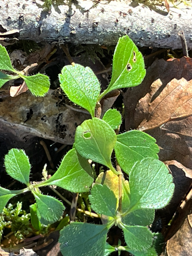 Linnaea borealis observed 2026-10-26