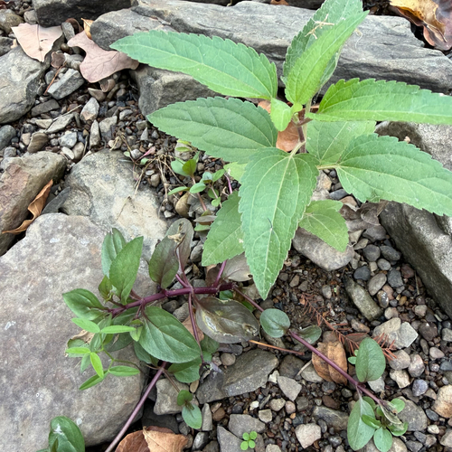 Eupatorium serotinum observed 2026-10-26
