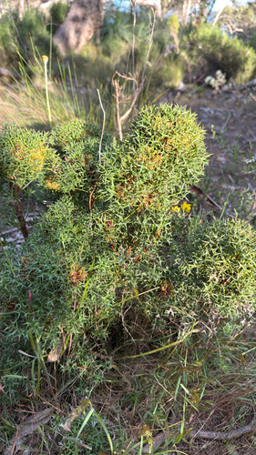 Isopogon ceratophyllus, 2026-10-27