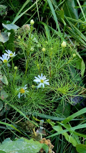 Chrysanthemum observed 2026-10-27