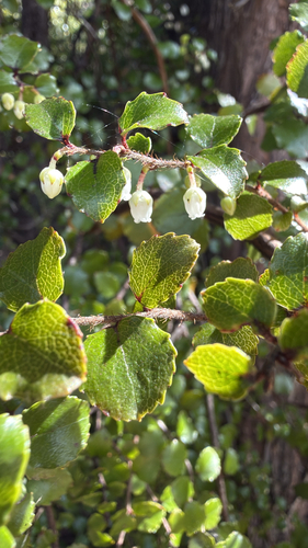 Gaultheria antipoda observed 2026-10-25