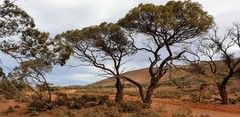 Acacia papyrocarpa